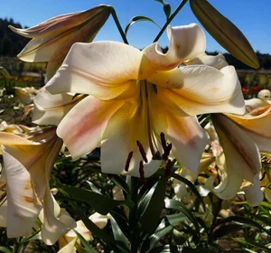 Opulent' — The Lily Garden