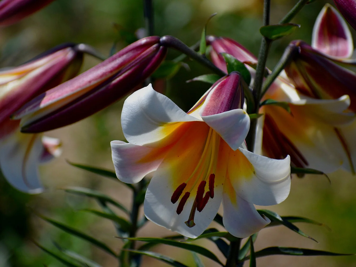 Trumpet and aurelian lilies - The Lily Garden — The Lily Garden
