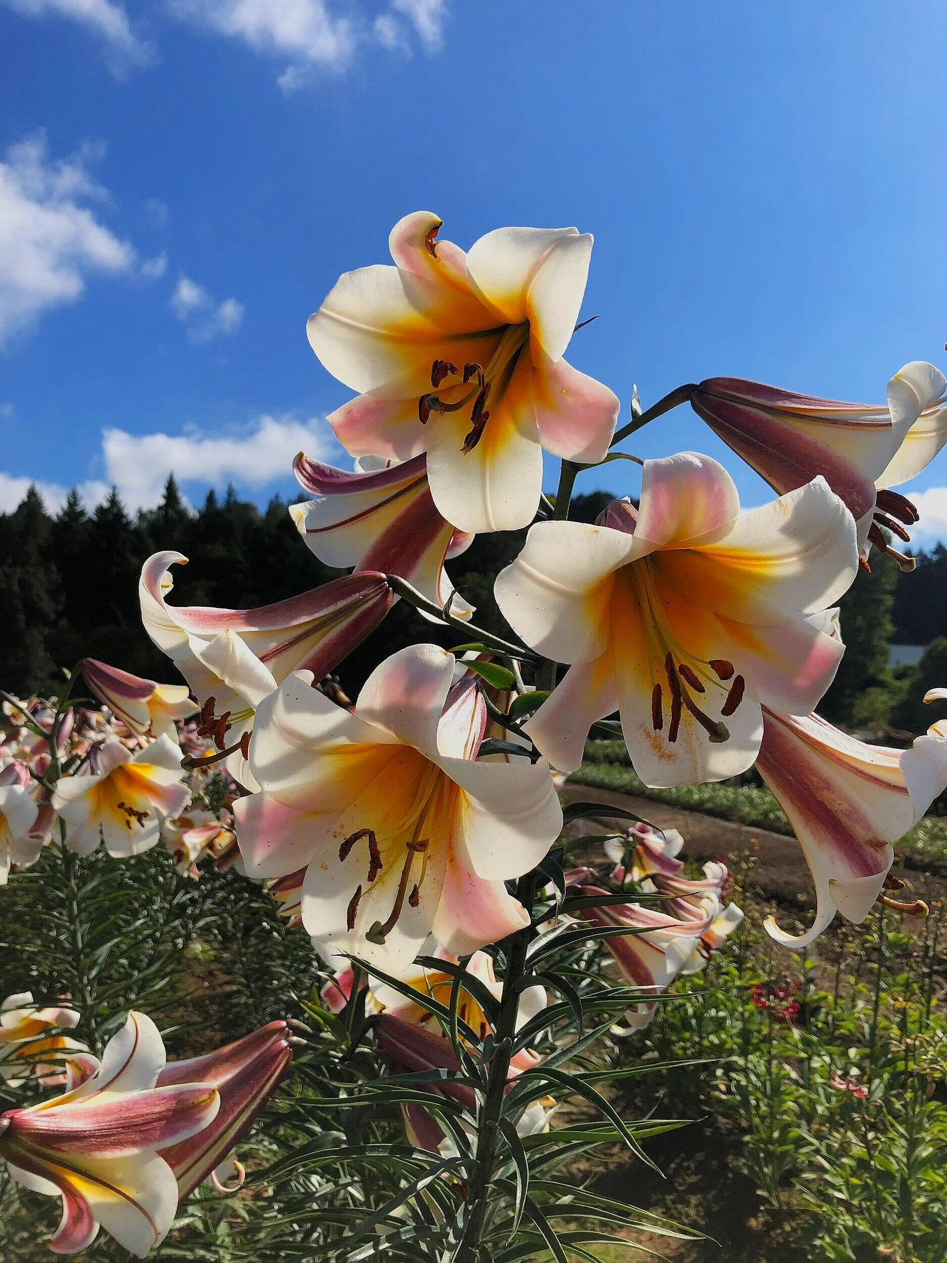 9351D0E2-D3AE-4EA4-AD7C-5E248D8DF418