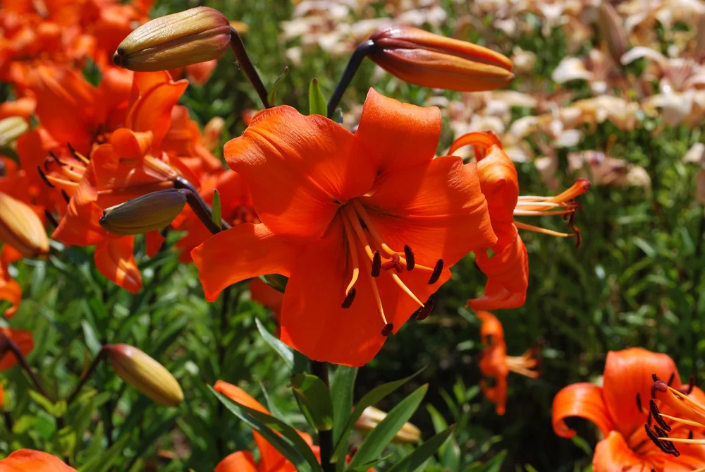 Liberty Hyde Bailey' — The Lily Garden