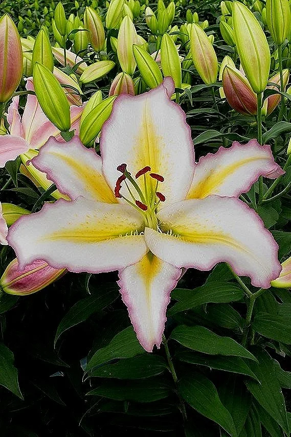 lilium-primrose-hill-2717.jpg