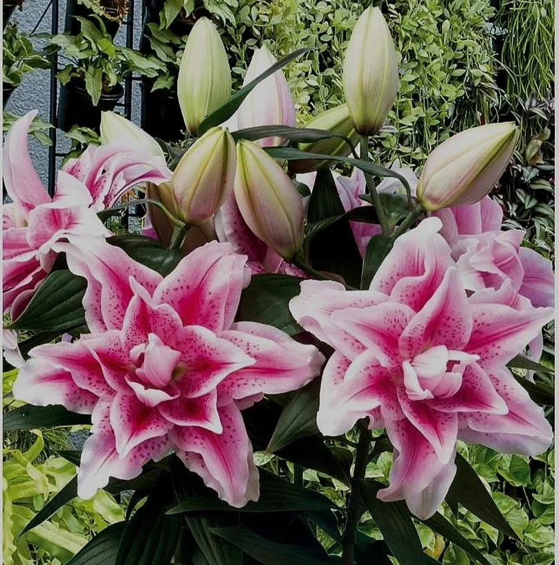 Oriental lilies - The Lily Garden — The Lily Garden