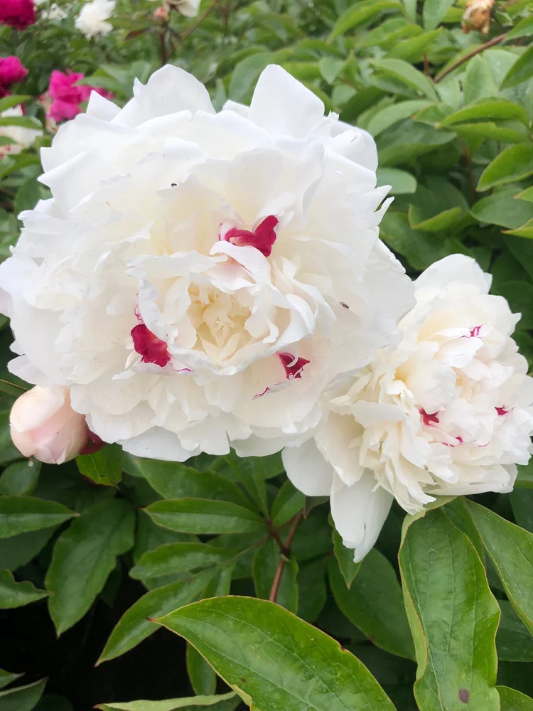 Peony 'Festiva Maxima' — The Lily Garden