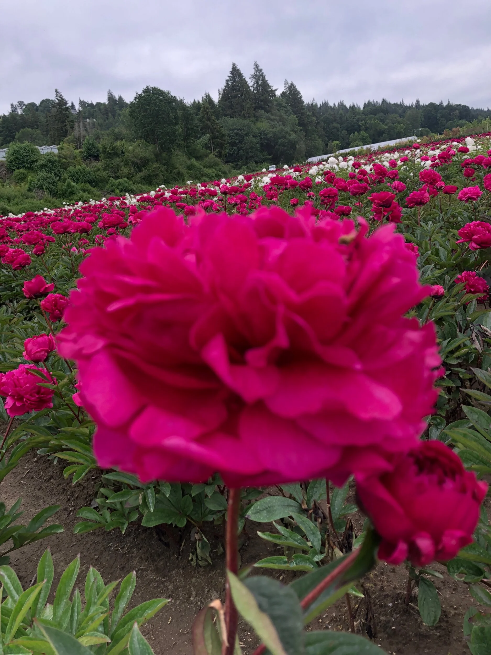 0CE414DB-4424-438E-B764-24D851B780A7