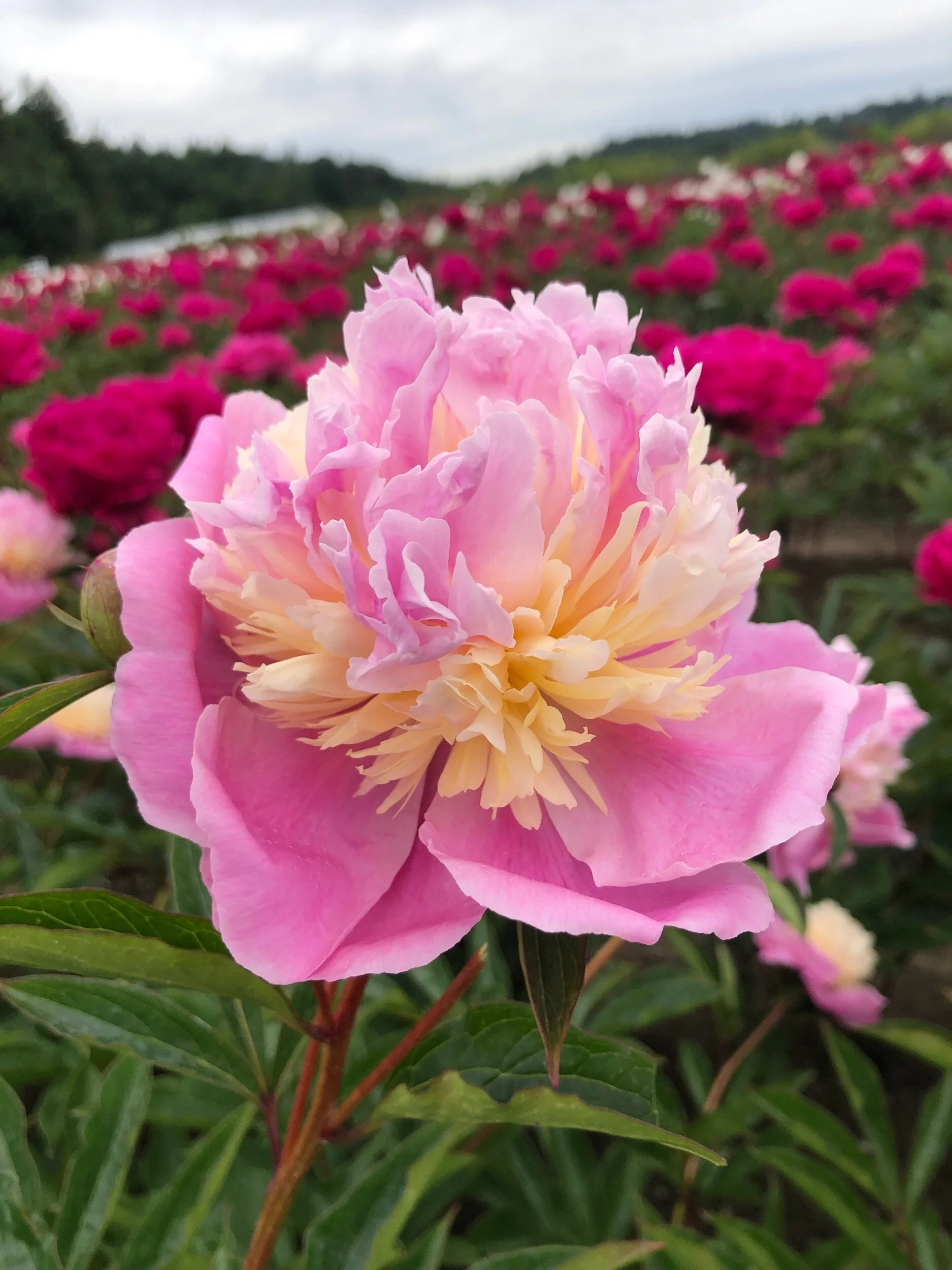 7D9B556D-C452-4912-8DAA-CFFE5C3A985B