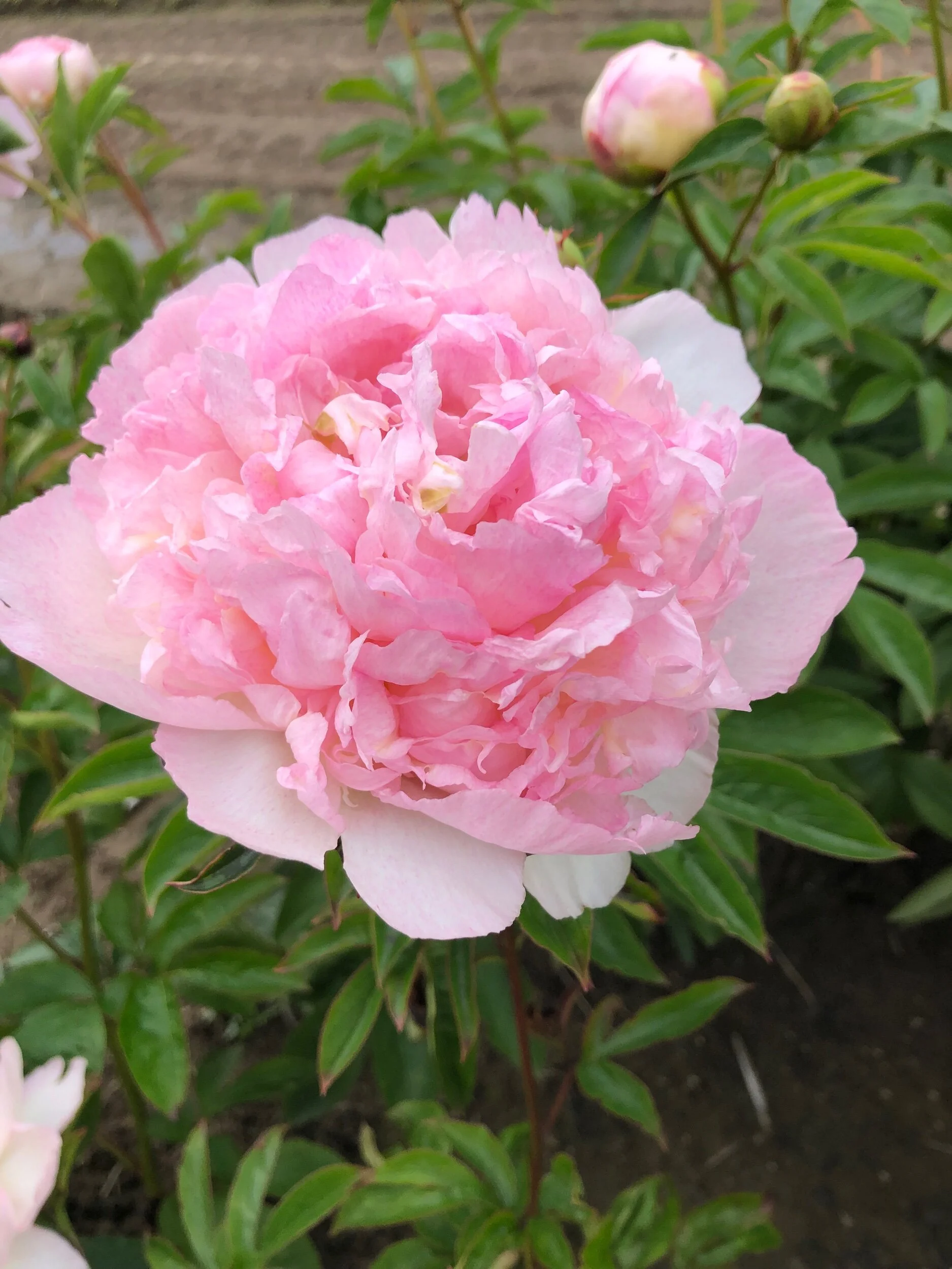 D967E092-2007-4673-BC88-A2B855051DB2