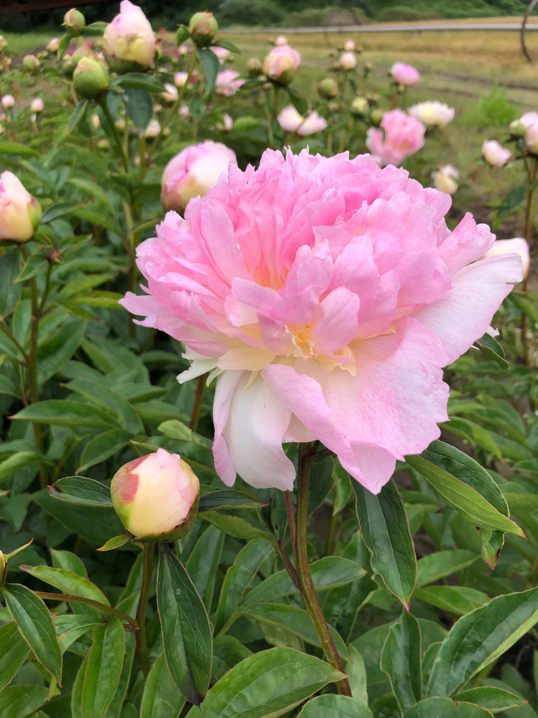 279A3761-5393-48C7-BA98-CC3DD0178639