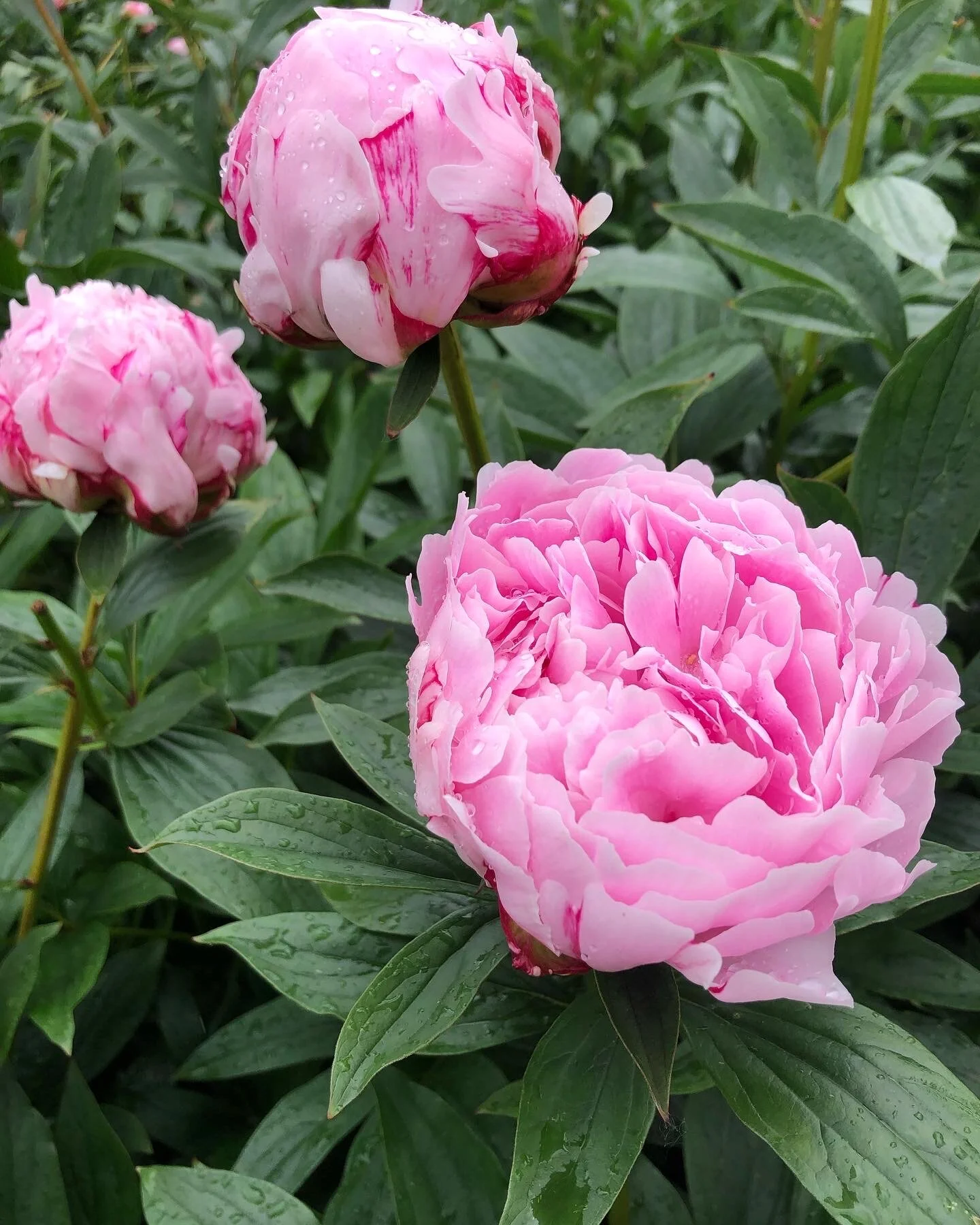 EAF53936-2807-4F2F-B337-19A2B1B52468