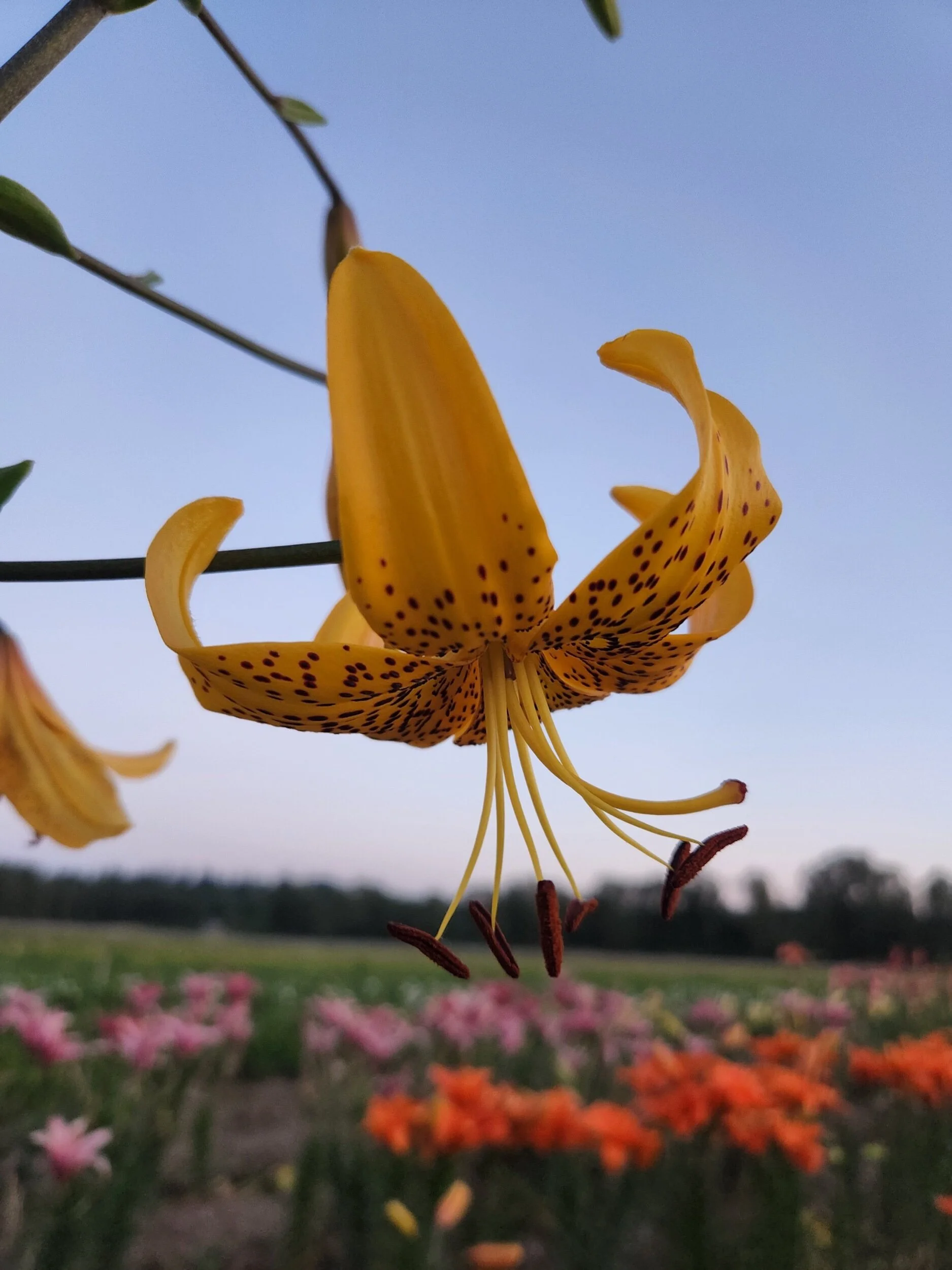 2D1C63FE-C991-4570-9A82-0BDE9D4ED2D0