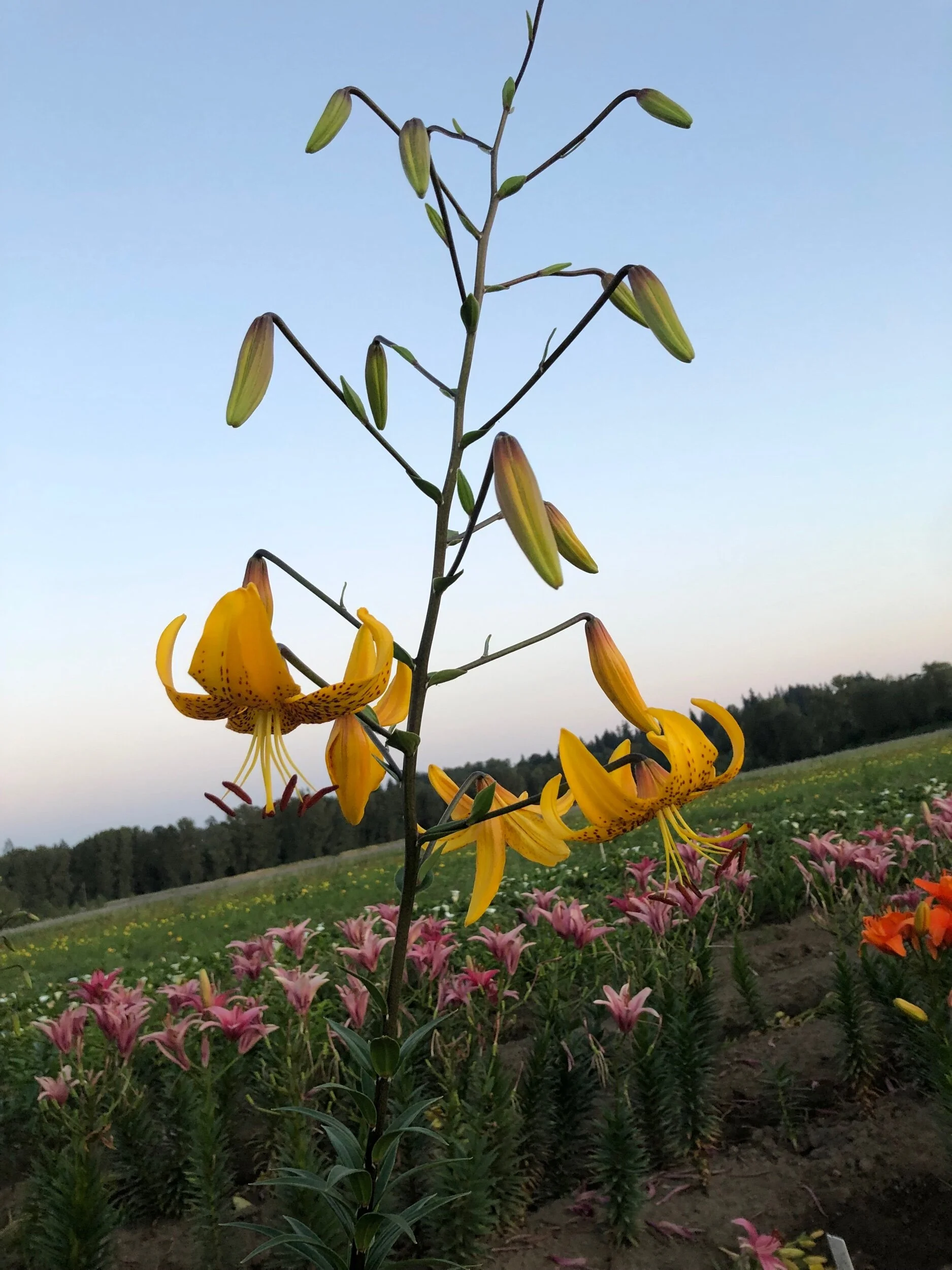 99DD9F16-BBC8-4C17-A5E8-90543DFD3090