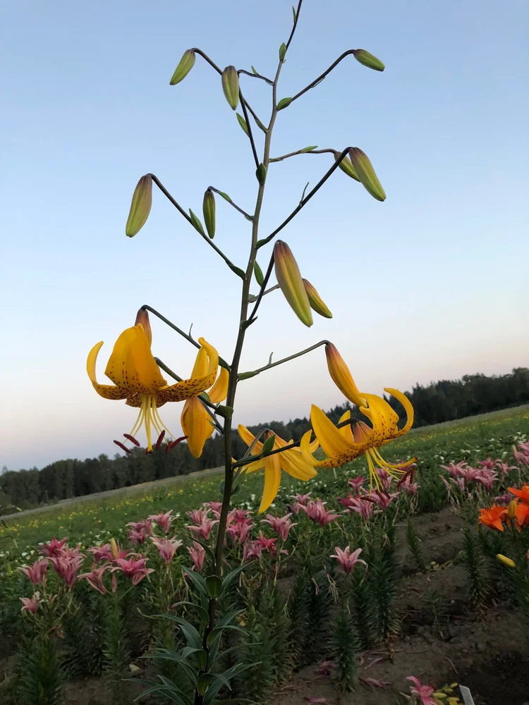 Lilium Leichtlinii — The Lily Garden
