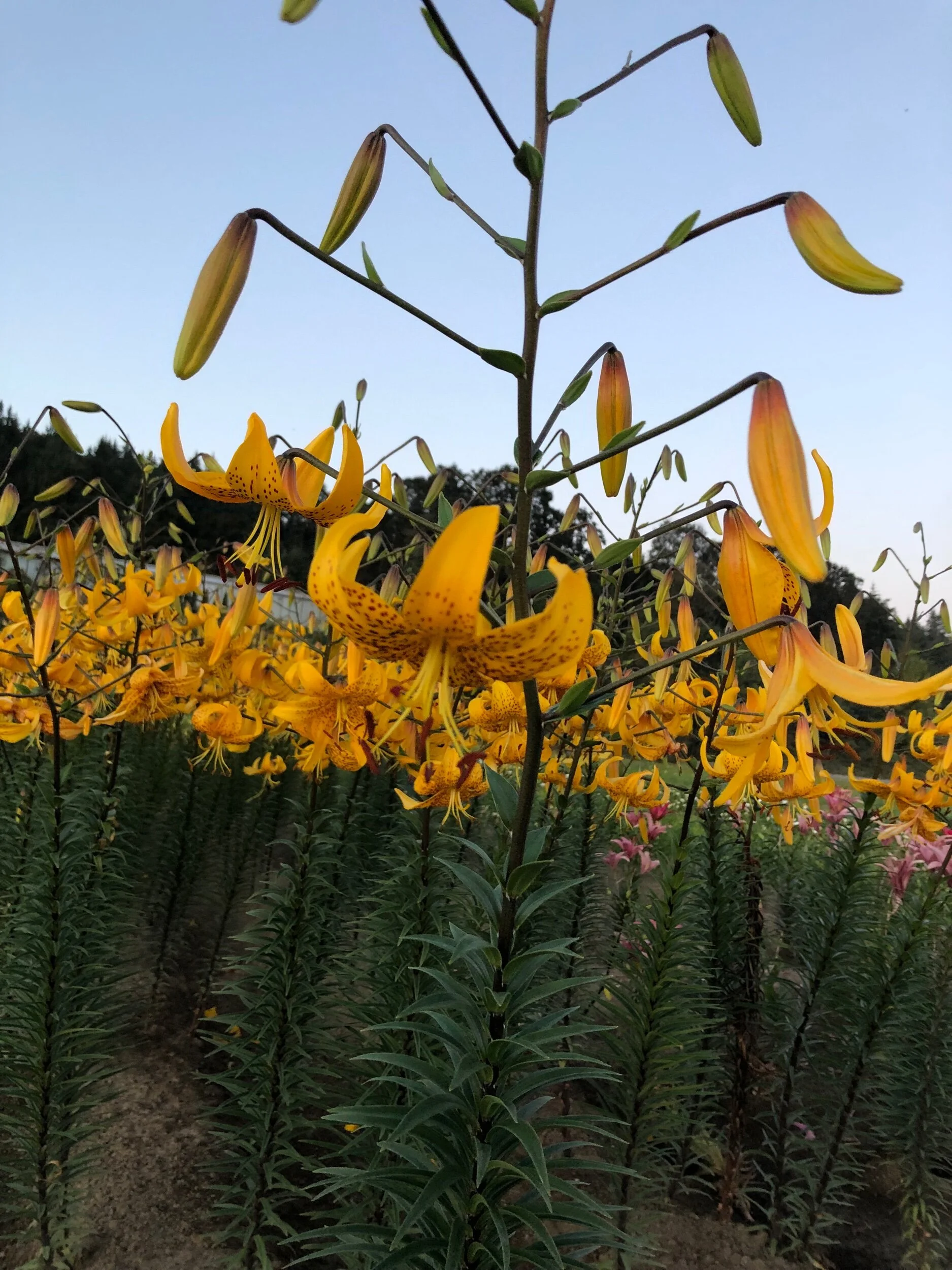 314DCD45-B473-4D80-808D-8E6F33A7D5BE