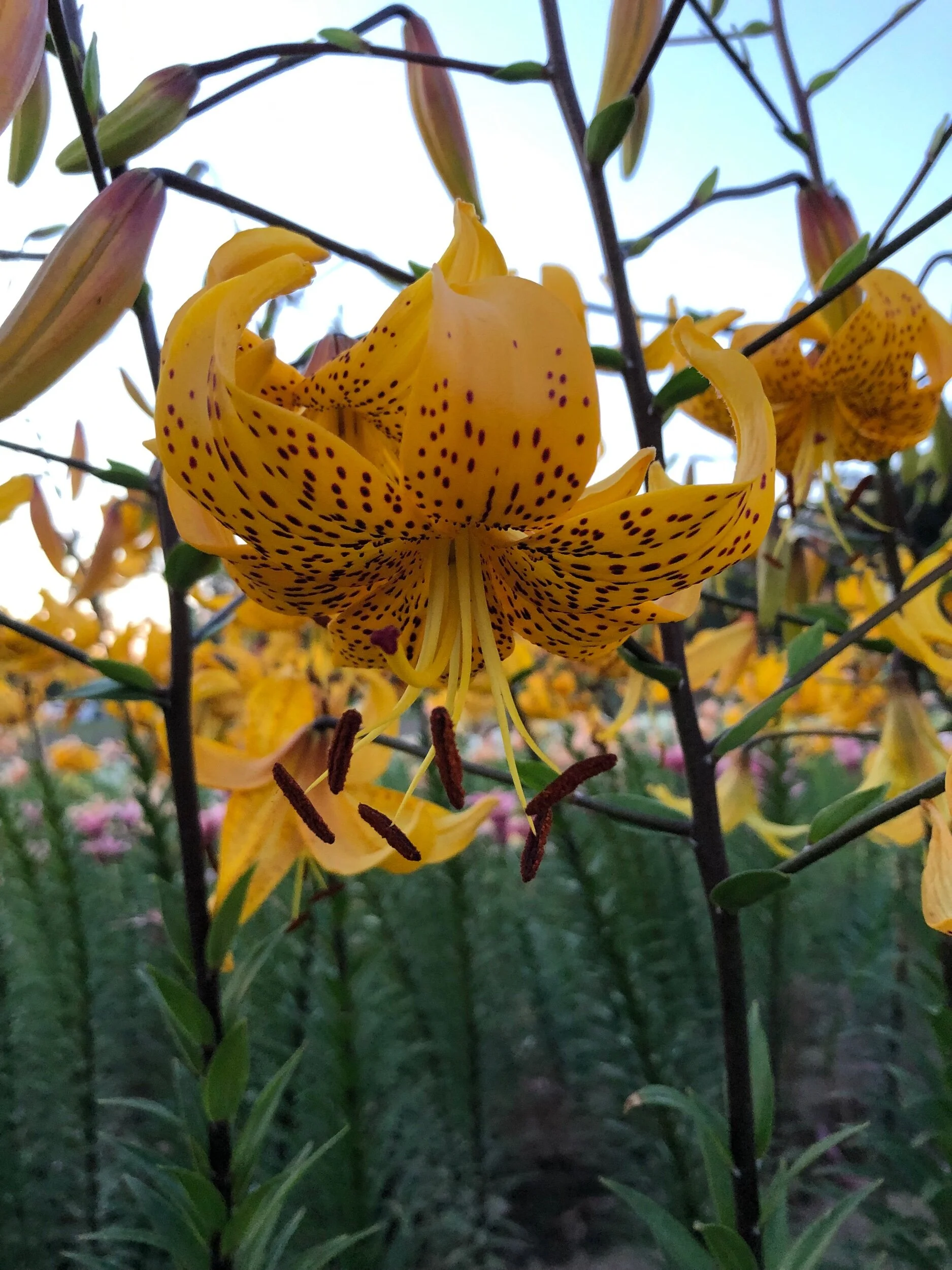 B24FFAD8-0560-476D-B3B8-A18616D01B7F