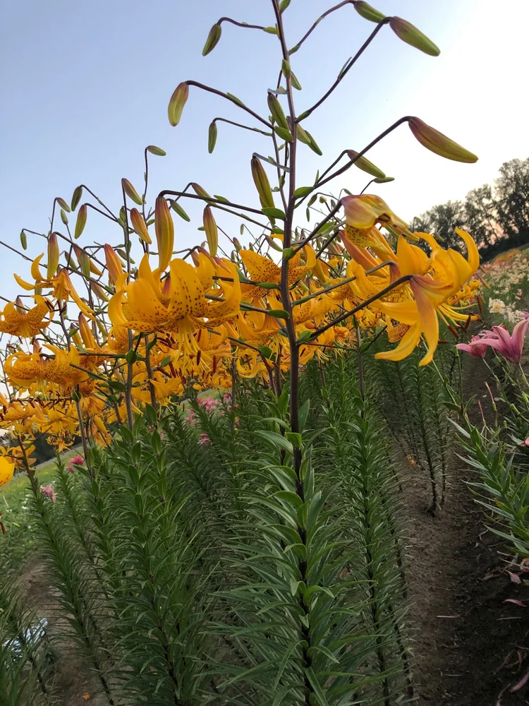 Lilium Leichtlinii — The Lily Garden