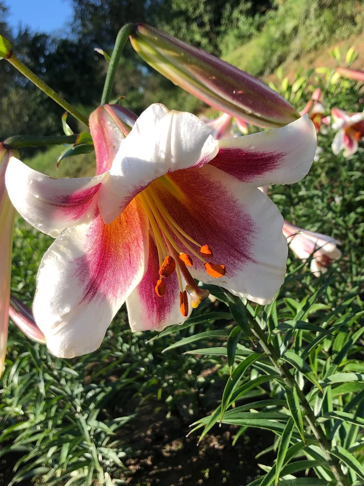 'Passion Moon'  The Lily Garden