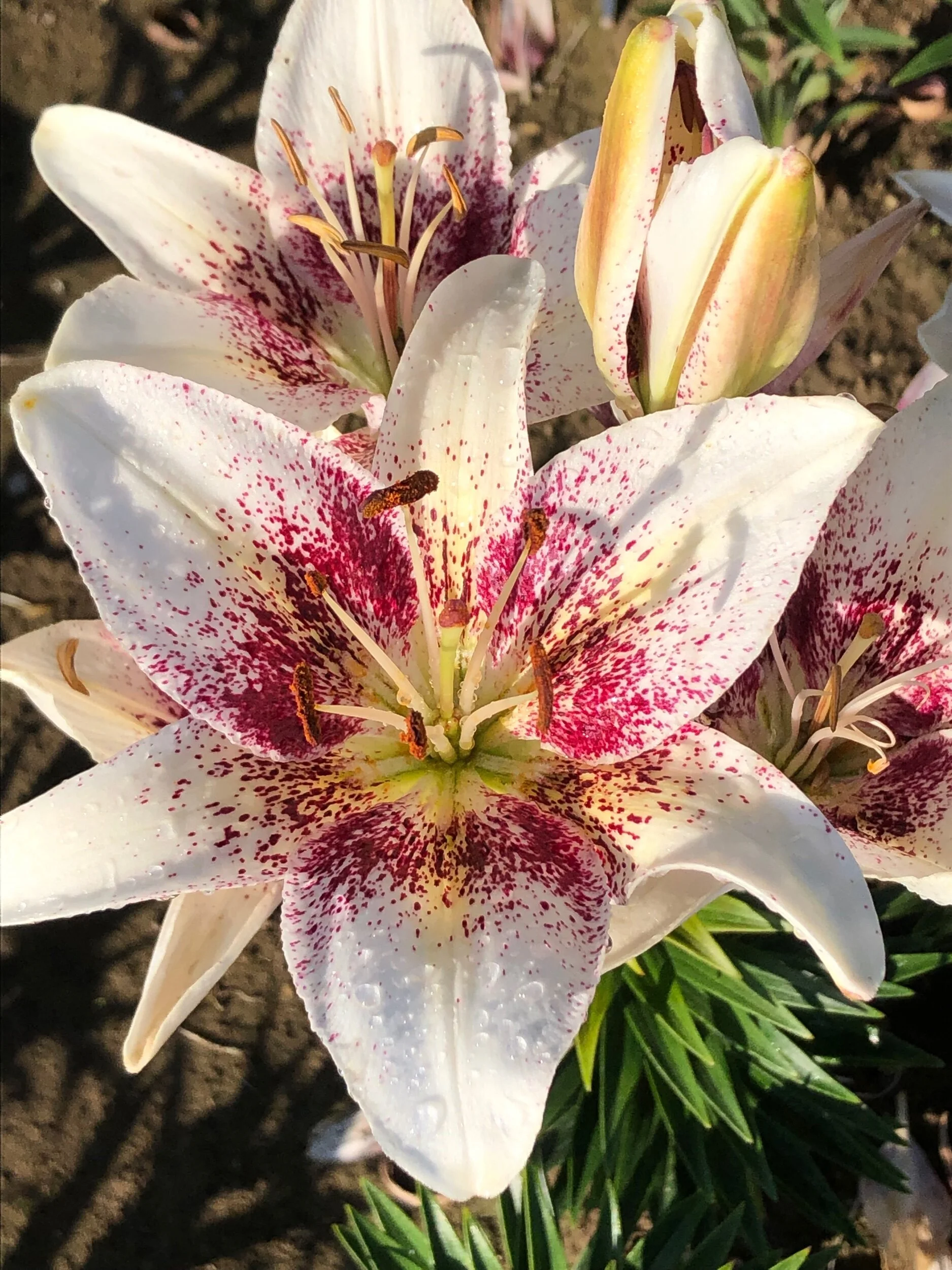 2FF7B9F1-7F55-4D04-AD0F-D3987FDDE1E9