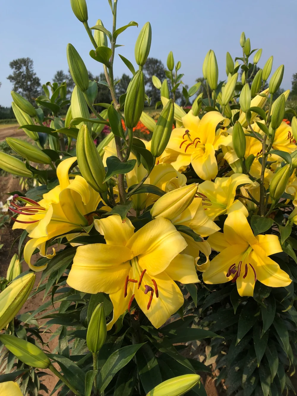 Orienpet Hybrid lilies - The Lily Garden — The Lily Garden
