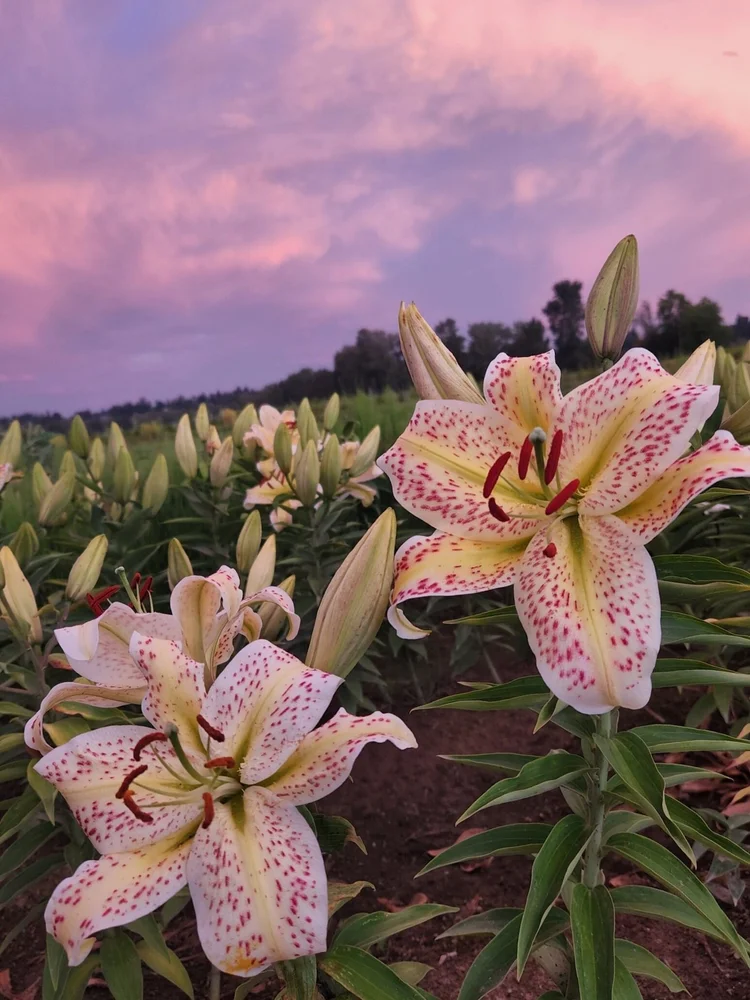 Tiger Moon'  The Lily Garden