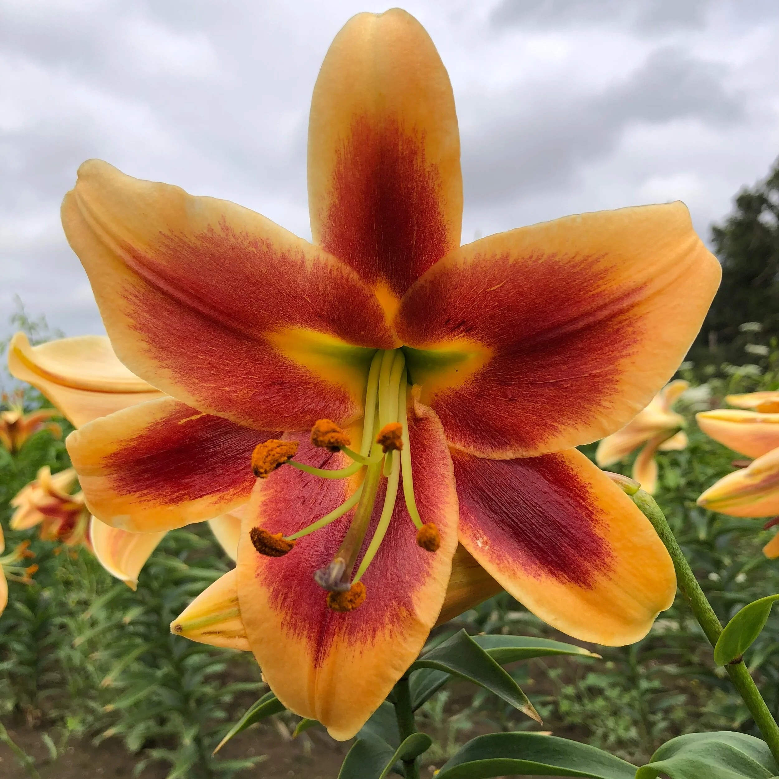 55823577-3CC5-4B9B-8AB1-9A239C50C54D