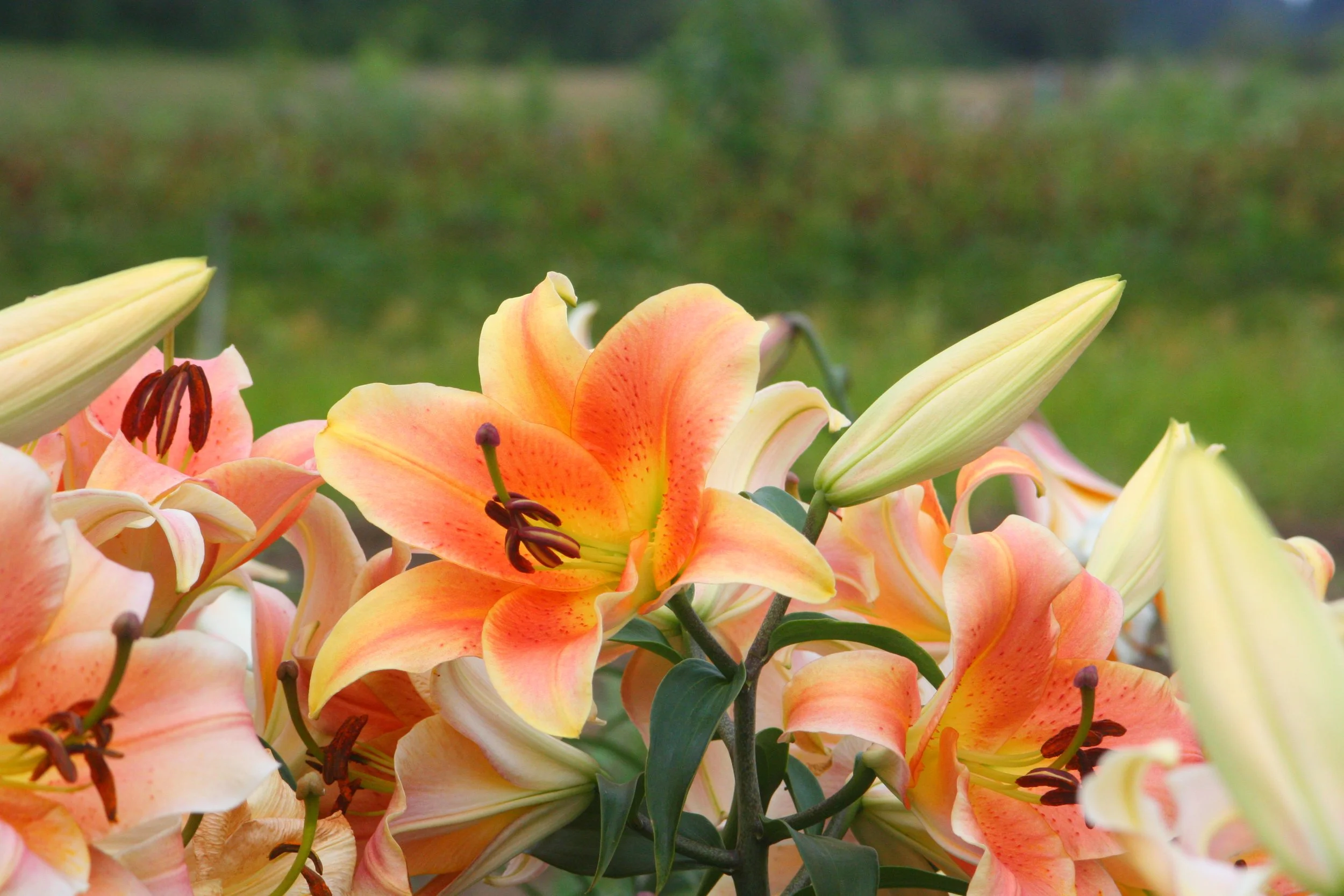 LG Lily Zelmira IMG_8310.JPG