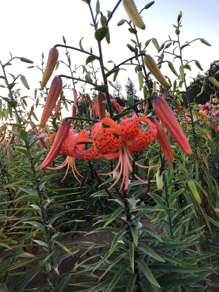 Lancifolium (Tiger Lily) — The Lily Garden