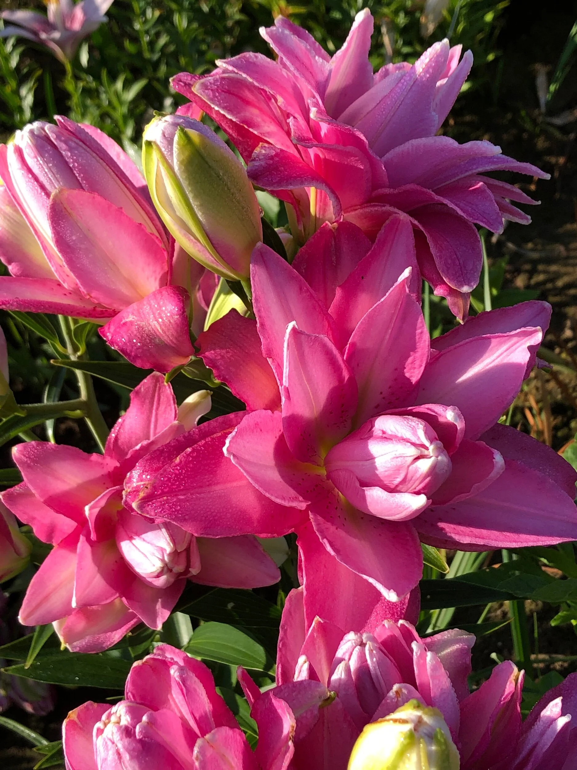 CD8B1D33-2D8F-4855-90CF-4B387BFE2D48