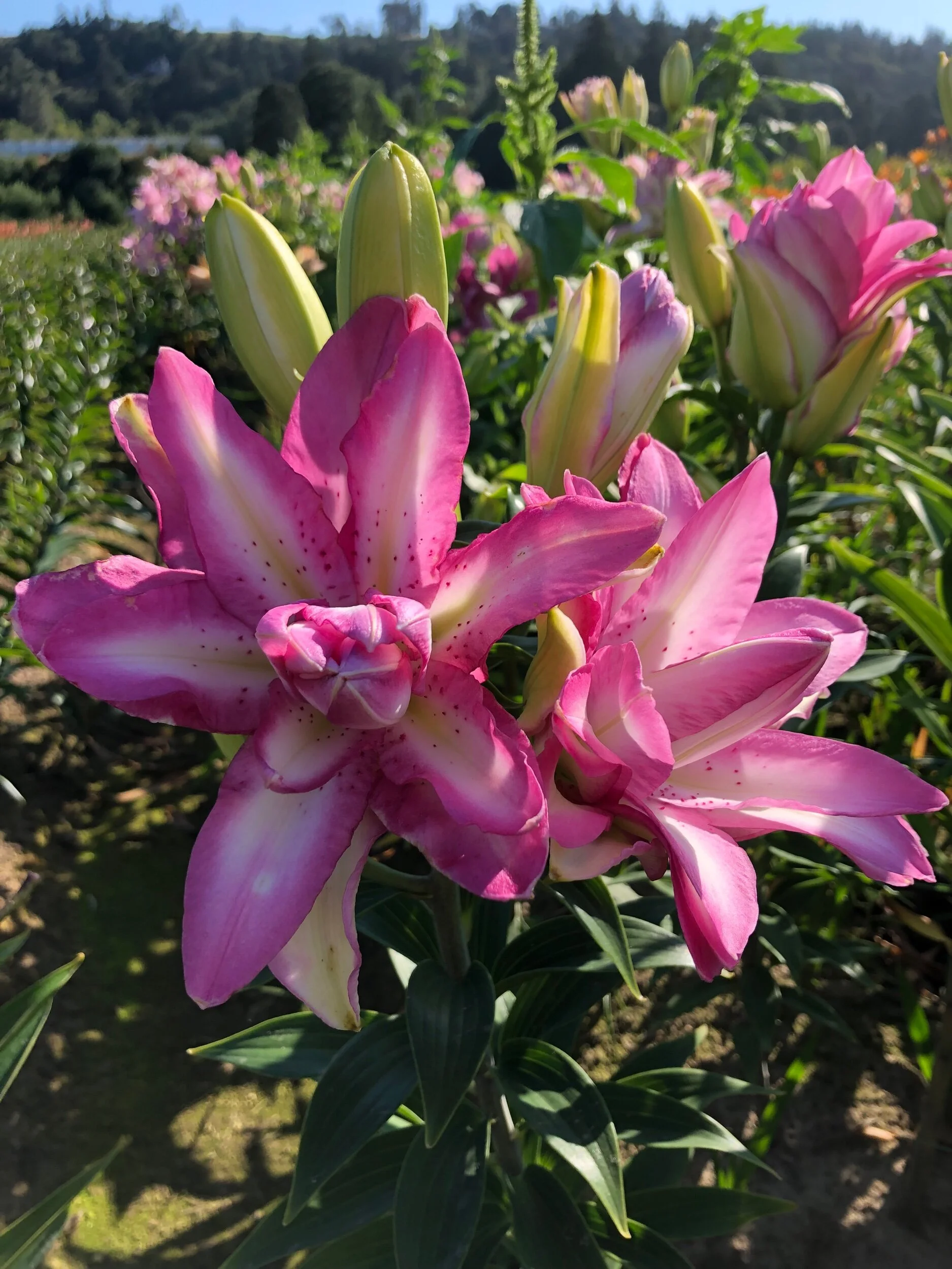 A635C8B0-E60D-489C-A2BB-EEA35A3FC007