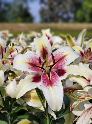 Zeba' — The Lily Garden