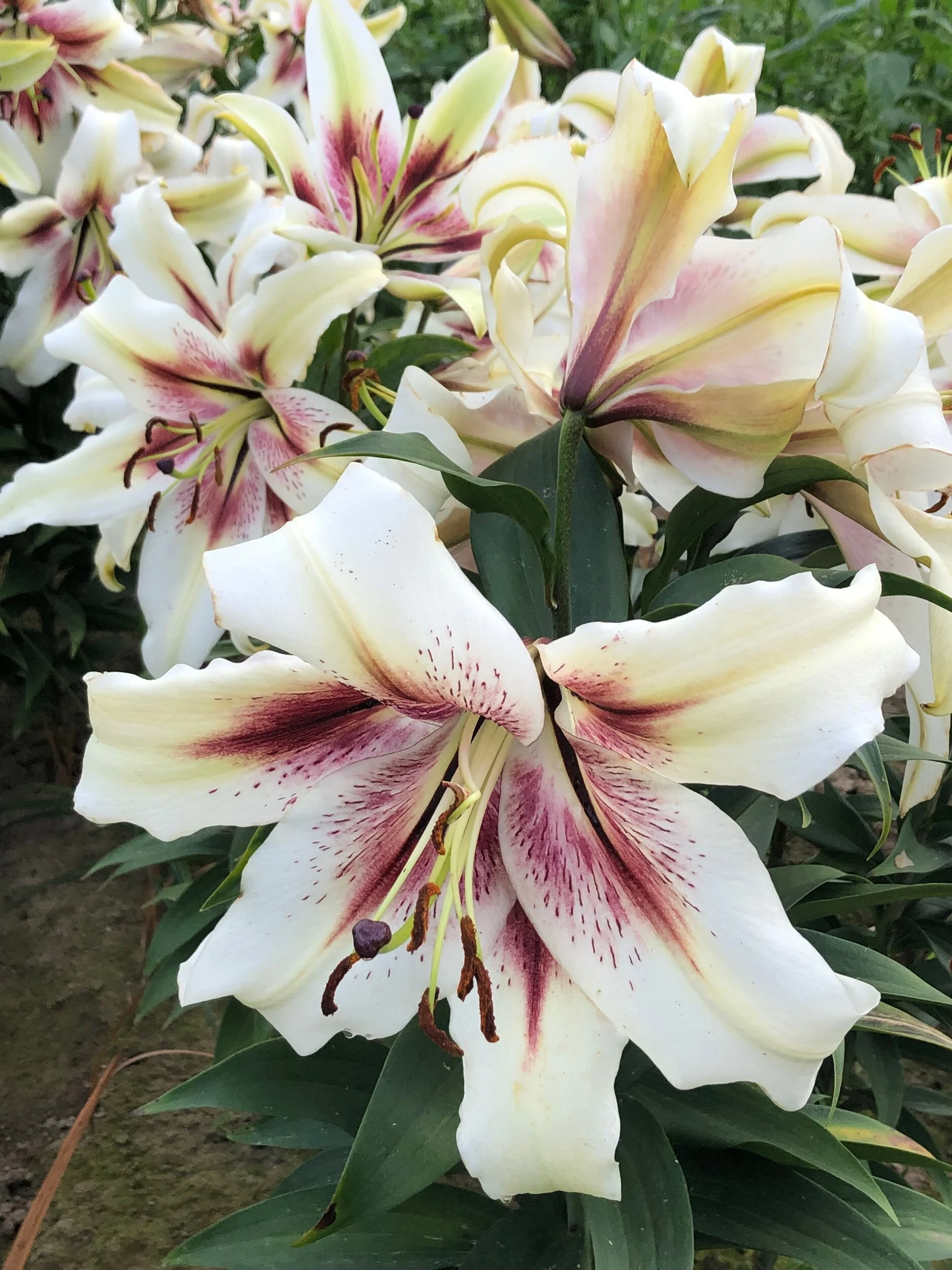 93ADADF4-1A99-46A7-B3AE-14F44661B748