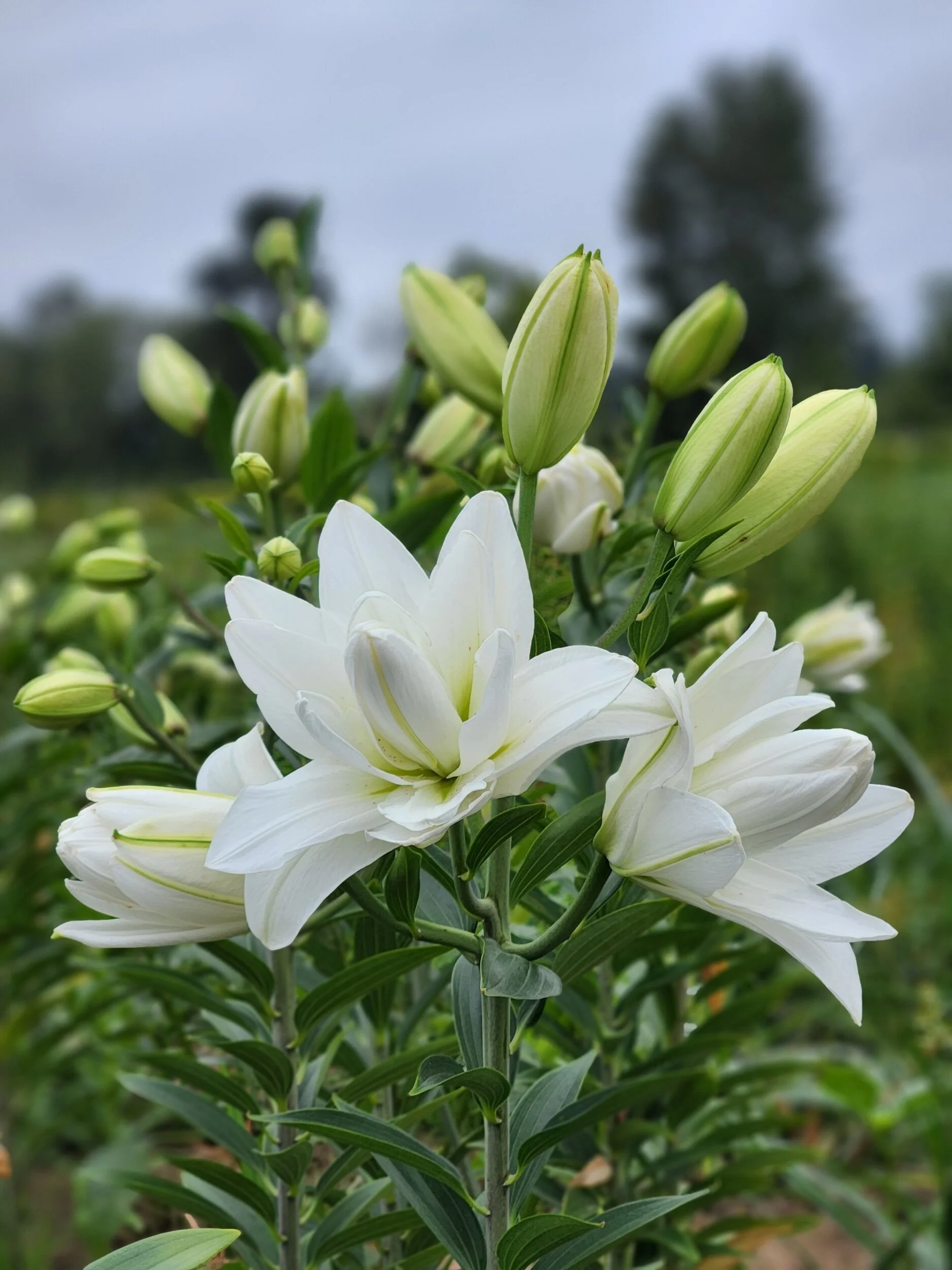 5ED44F04-D9C6-4F8C-B4C2-71B43F4A655B