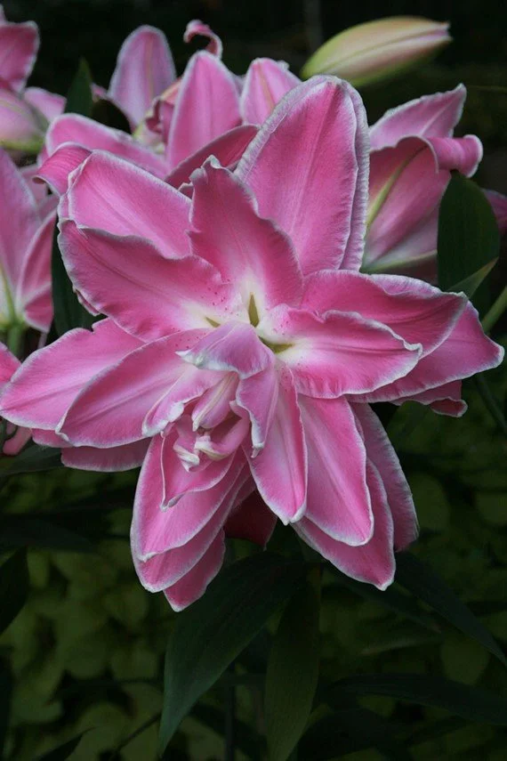 Lotus 'Wonder'
