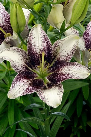 Easy Spot'  The Lily Garden