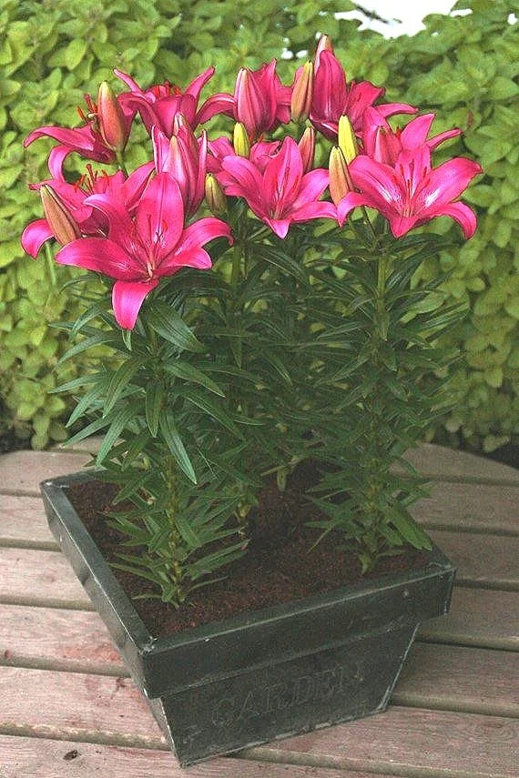 lilium-trendy-dakota-2736.jpg