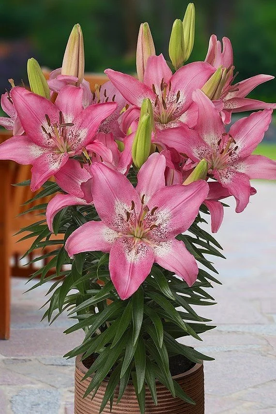 Trendy Nicosia' (pot/border lily)  The Lily Garden