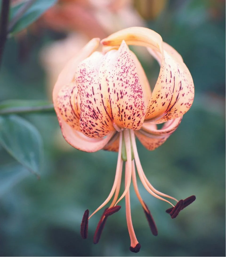 asiatic-peach-iona[1].jpg