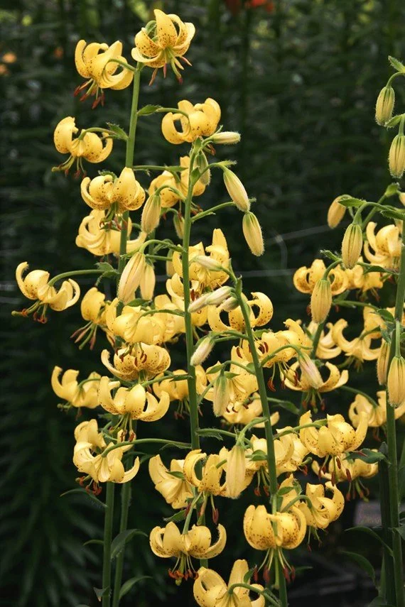 Martagon 'Golden Morning'