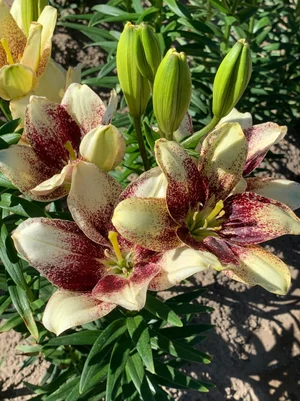 Easy Spot' — The Lily Garden