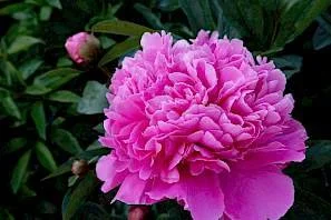 Peony 'Amabilis'