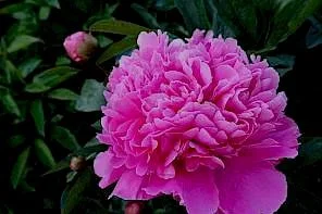 paeonia_amabilis_11.297x0.jpg