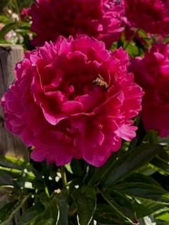 paeonia_felix__14-min.297x0.jpg