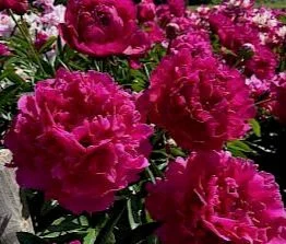 paeonia_felix_18.297x0.jpg