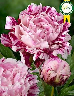 Peony 'Candy Stripe'