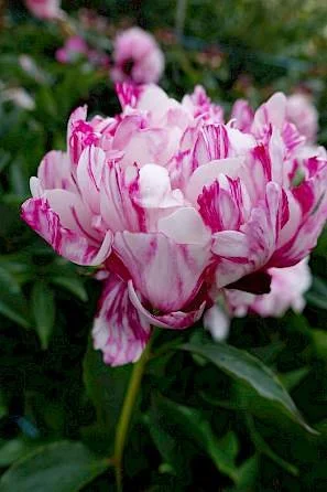 paeonia_candy_stripe_05-min.297x0.jpg