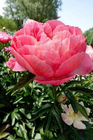 Peony 'Coral Charm'