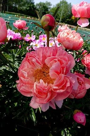 paeonia_coral_charm_36-min.297x0.jpg