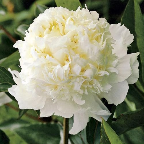 Peony 'Charlie's White'