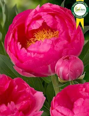 Peony 'Cytherea'