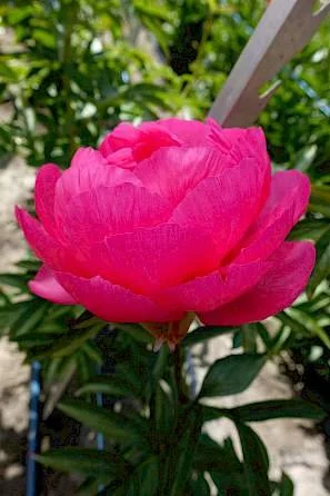 paeonia_cytherea_25-min.297x0.jpg