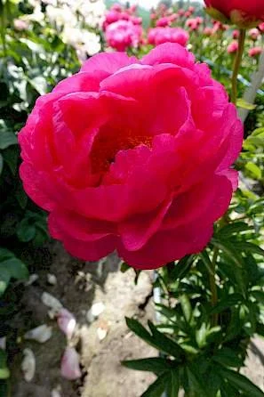 paeonia_cytherea_24-min.297x0.jpg