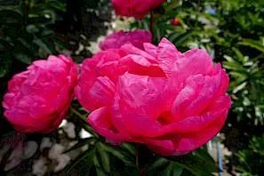 paeonia_cytherea_27.297x0.jpg